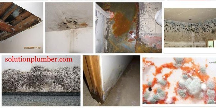 mold grow after water leak